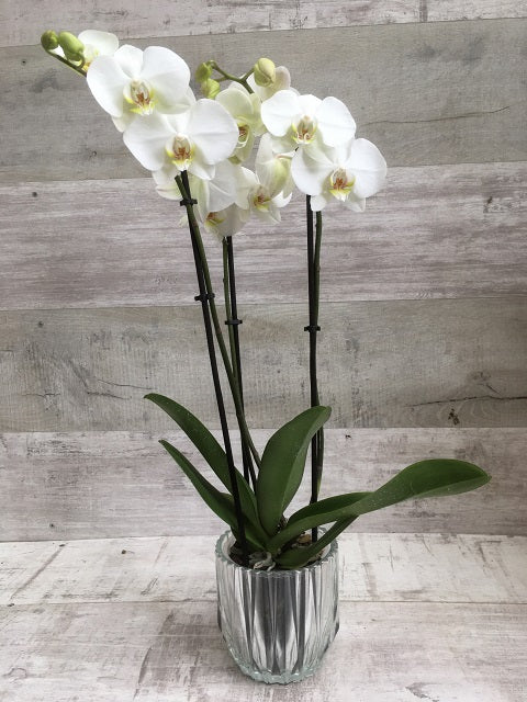 White Phalaenopsis