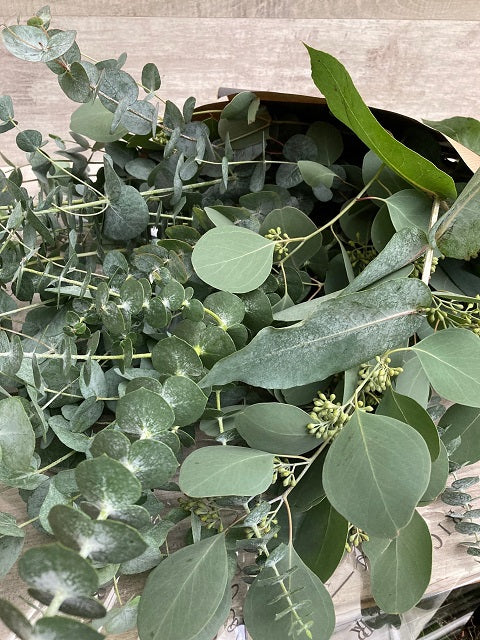 The Fragrant Eucalyptus Bunch