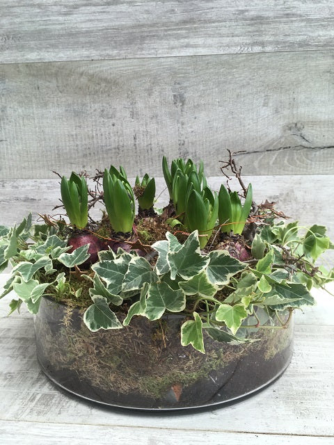 Hyacinth bulb garden