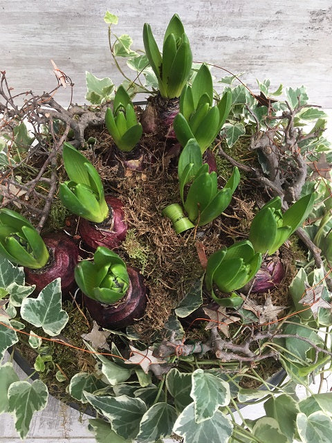 Hyacinth bulb garden