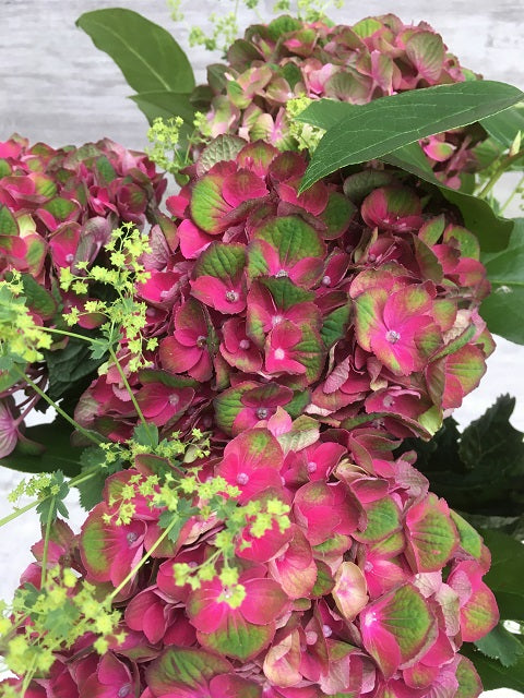 Heavenly Hydrangeas Bouquet