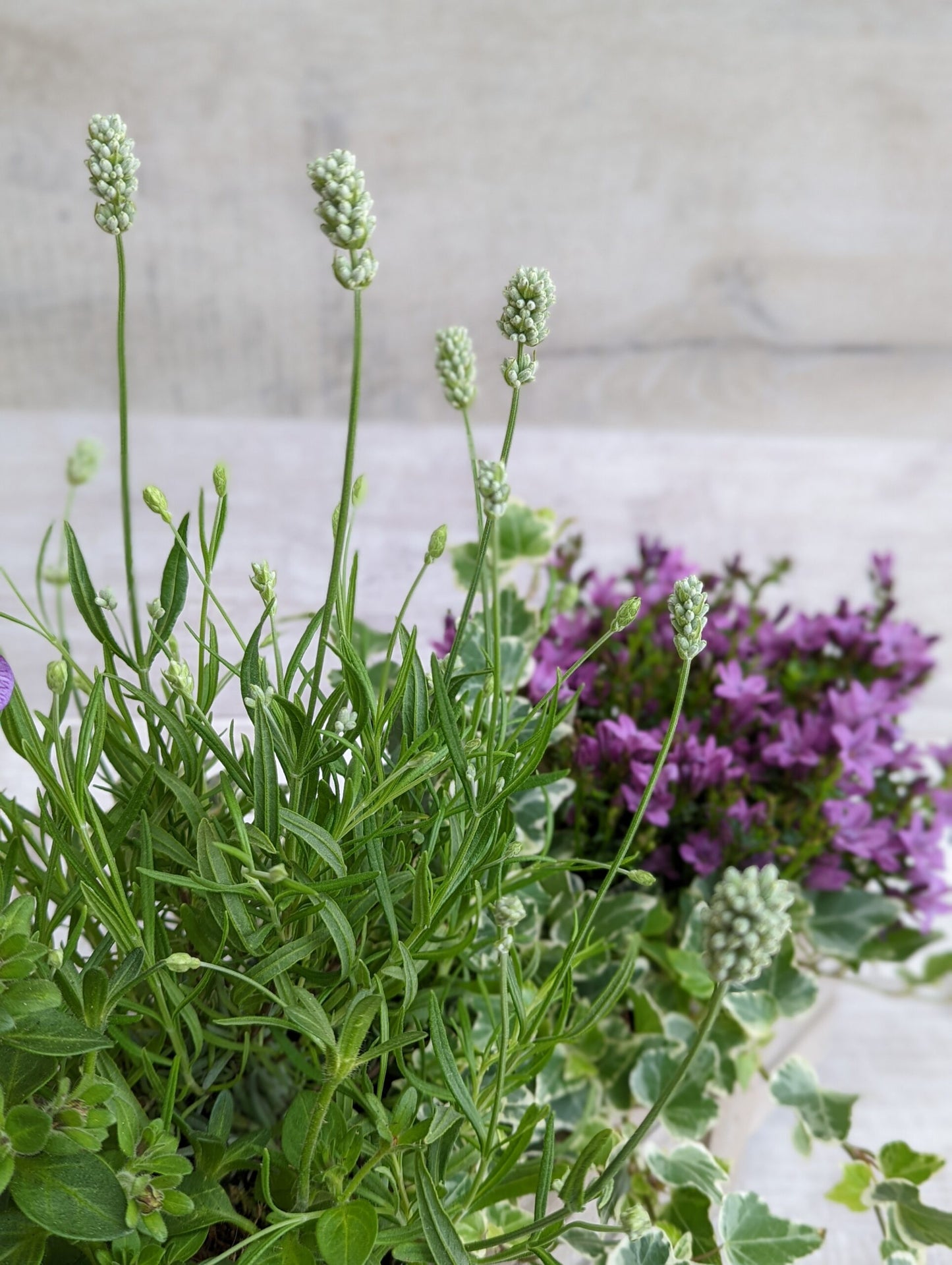 Seasonal Rustic Planter