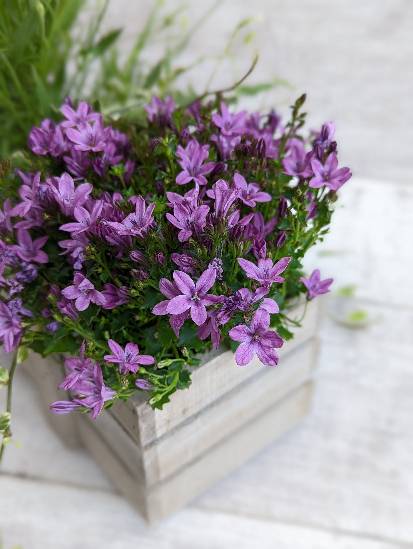 Seasonal Rustic Planter