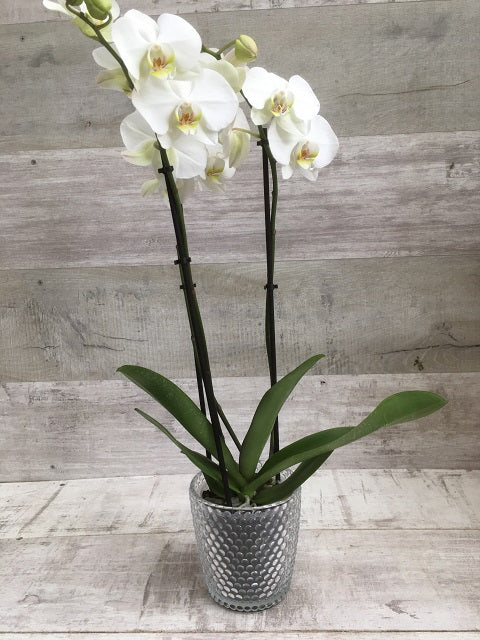 White Phalaenopsis