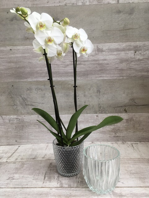 White Phalaenopsis