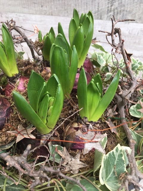 Hyacinth bulb garden