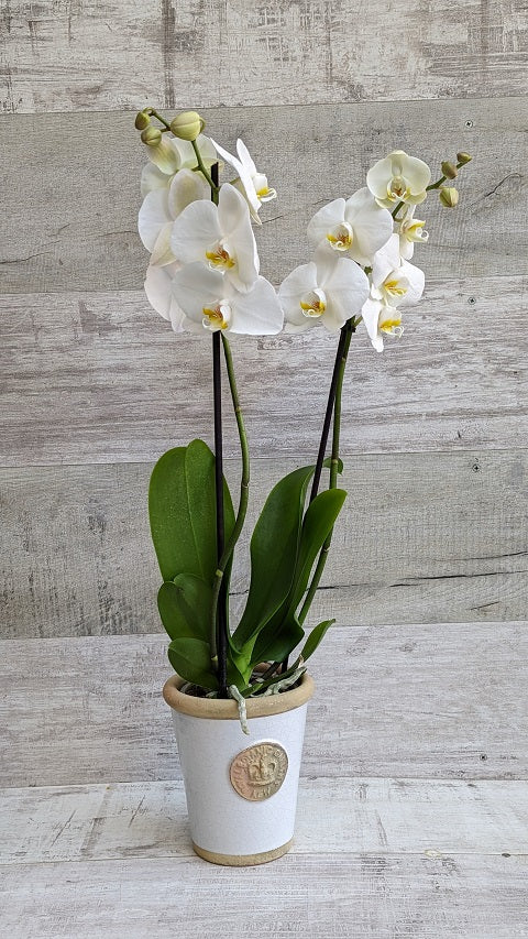 White Orchid in Kew Pot